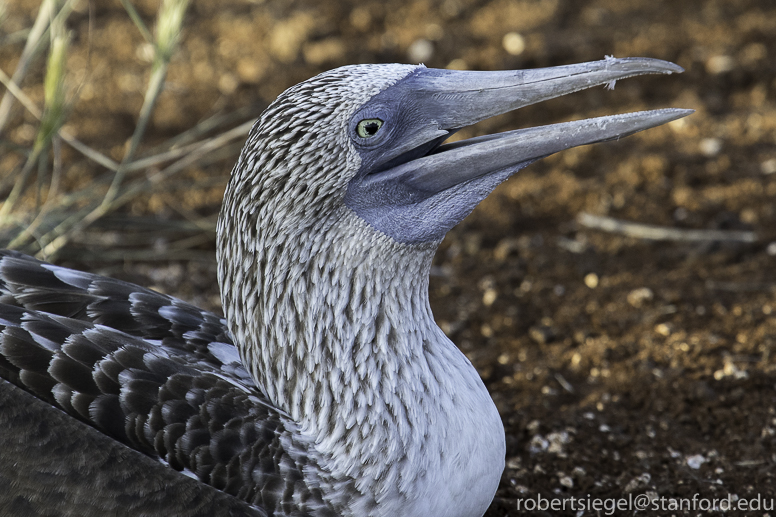 galapagos